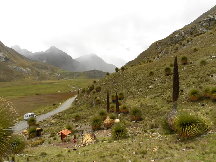安地斯女王的萵氏普亞鳳梨 (Puya raimondii)