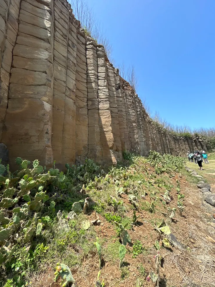玄武岩旁，有仙人掌陪伴