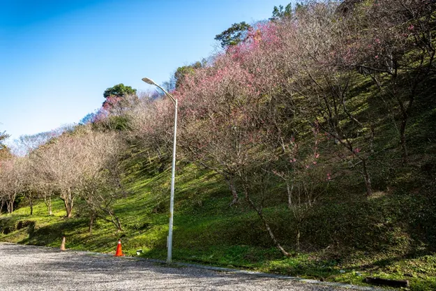坪林素有茶鄉之美，此時正值櫻花綻放。