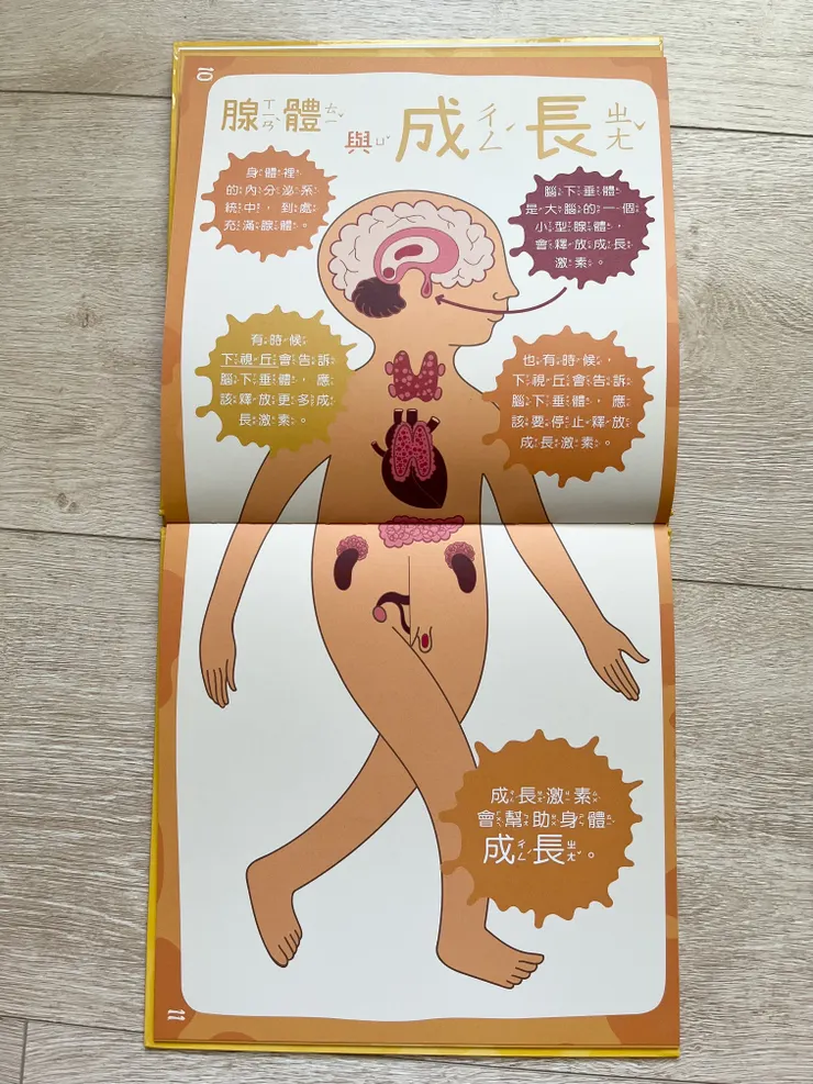 身體為什麼會長大