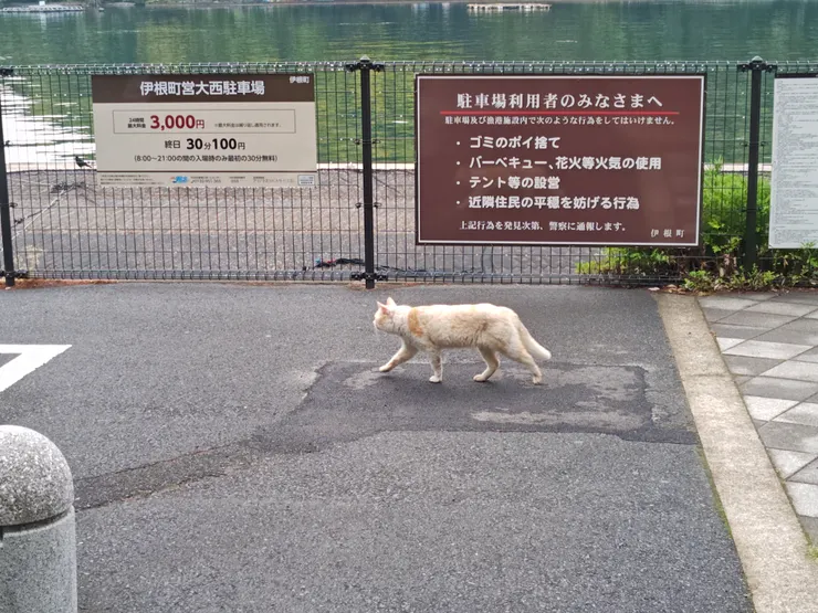 在大西駐車場發現一隻浪貓
