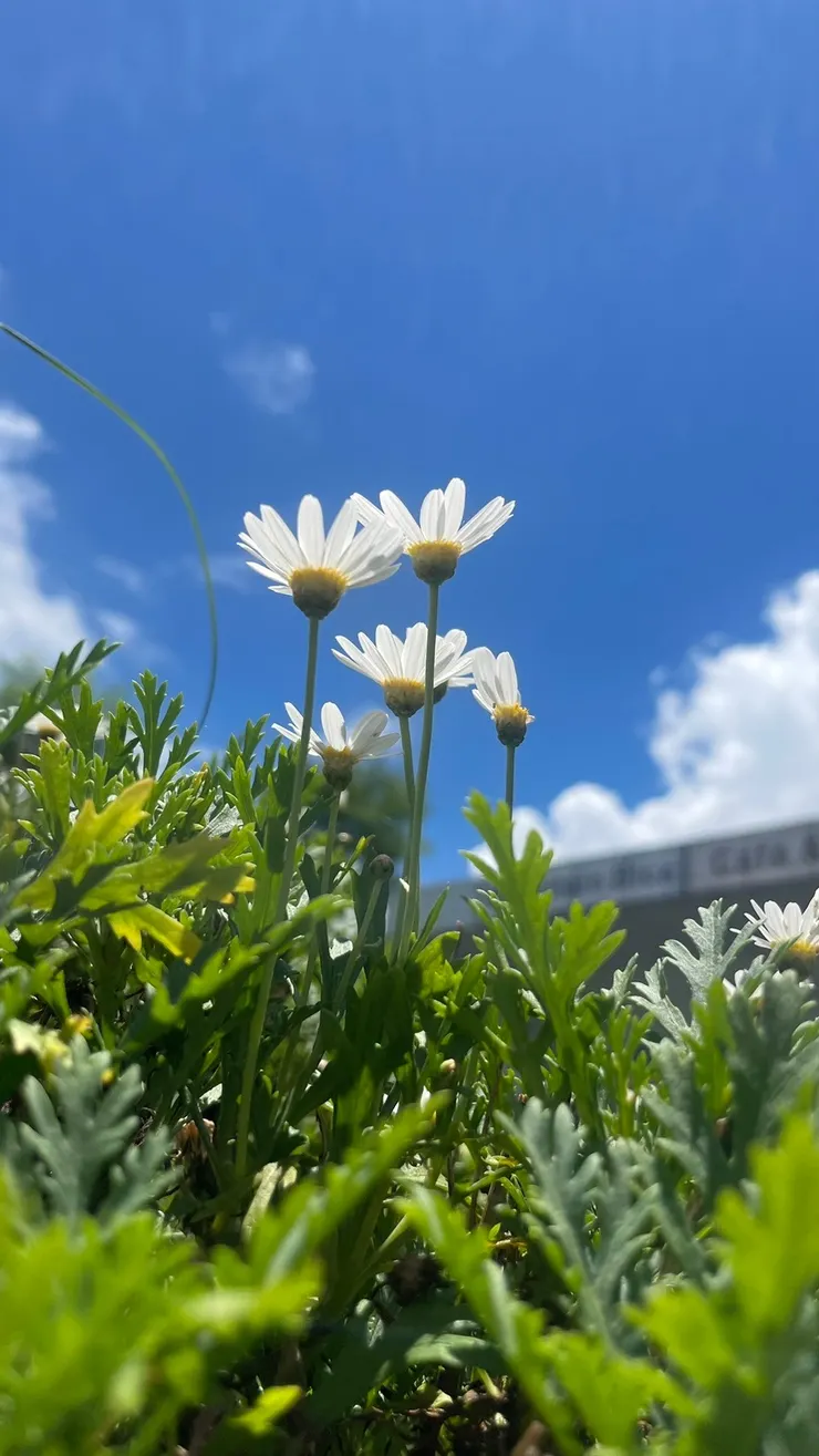 雛菊向陽