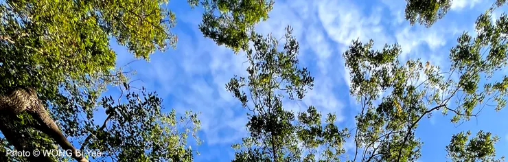 日常減壓方法：給自己機會看看天空。攝於香港將軍澳一個公園。
