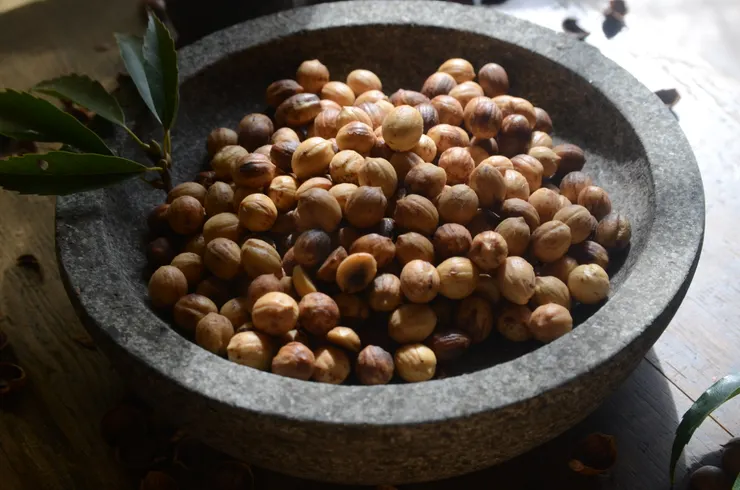 剝好的青剛櫟橡實