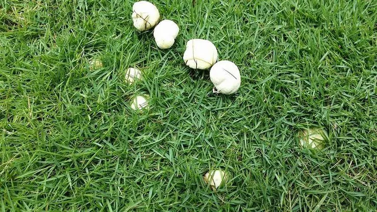 圖片來源：來自安奇珮奇的隨手拍