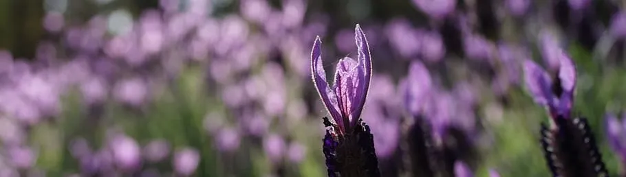 實驗室的黑貓_莫理斯的沙龍