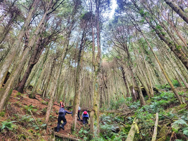 ▲一路陡升，但林相優美