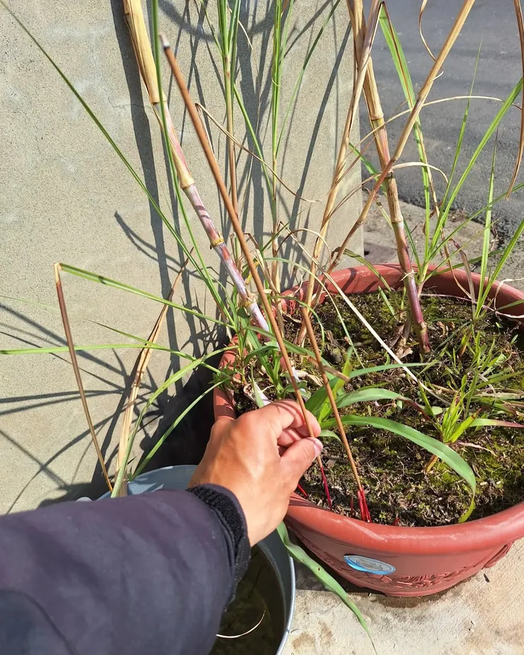 聽長輩說：門外的牧草是給神馬吃的。