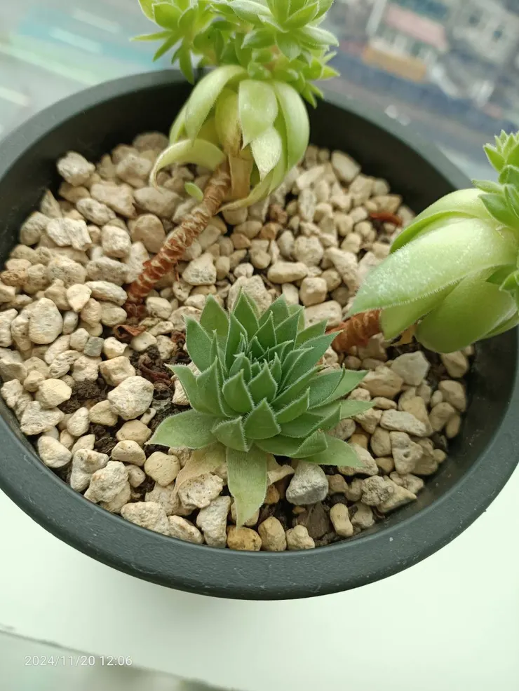 下面那一株就是第一個被我砍頭的