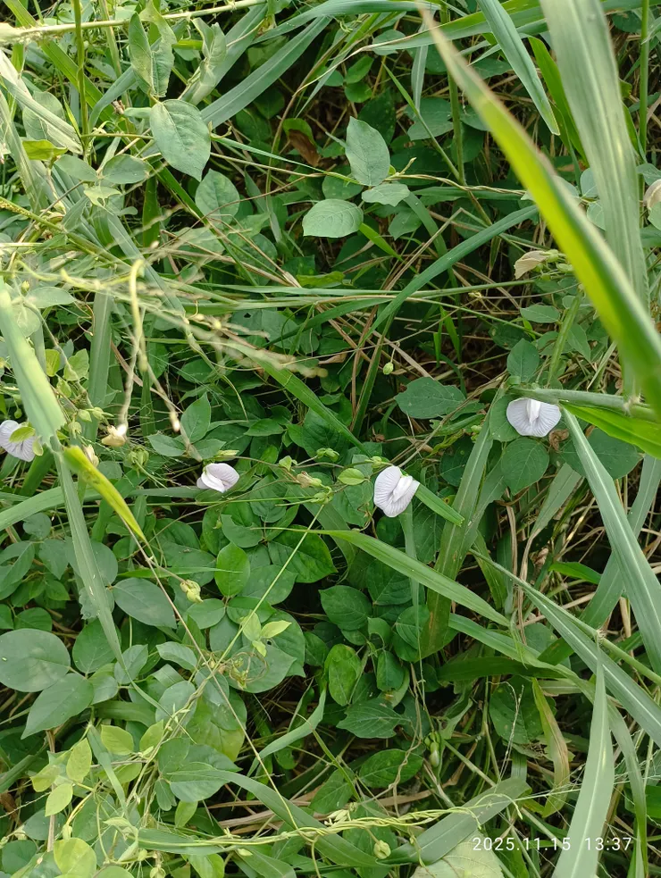 秋郊山珠豆紫顏