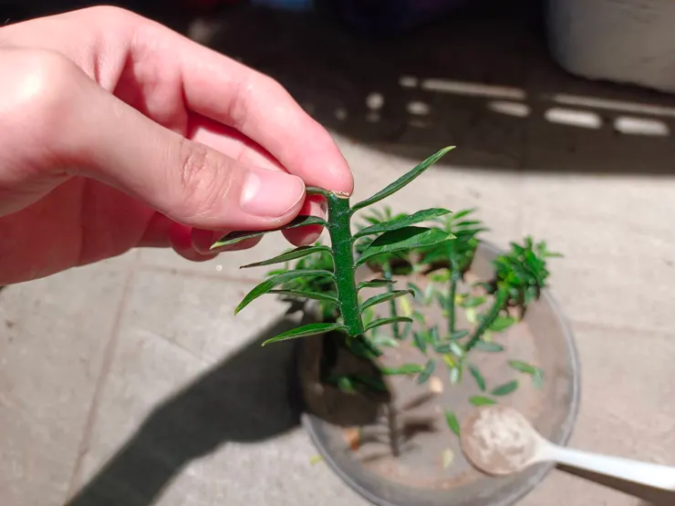 枝條這麼短也還是可以扦插的