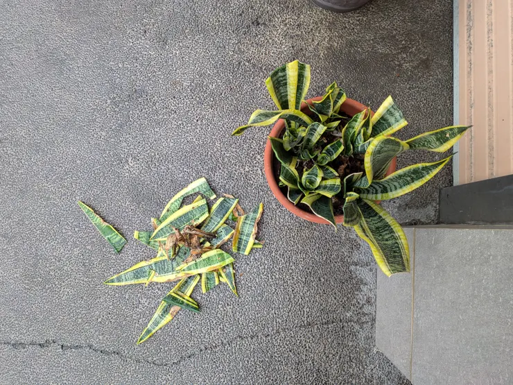 剪完頭髮的虎尾蘭（2025/6/3攝）