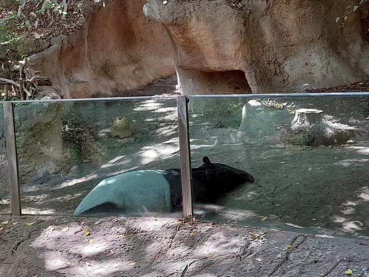 馬來貘──可能吃完遊客的夢有點累了(X)