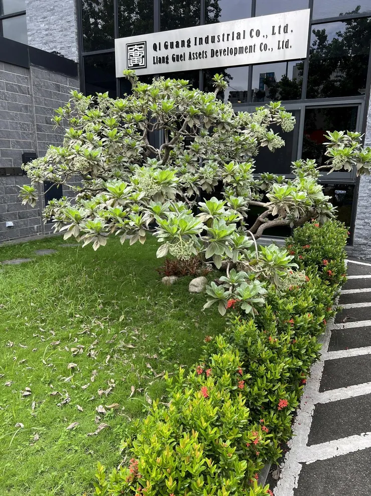 白水木的枝葉也已過於繁密了