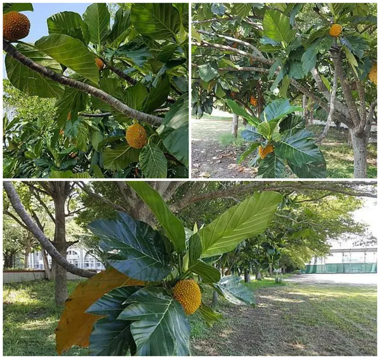 一整排巴基魯結實纍纍，卻沒幾個人懂得吃