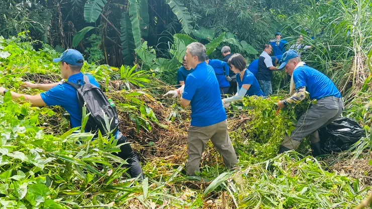一起動手移除小花蔓澤蘭-1