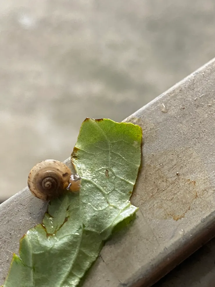 整理杏菜時發現的蝸牛