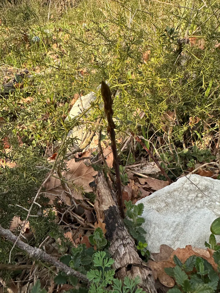 剛出土的肥美蘆筍