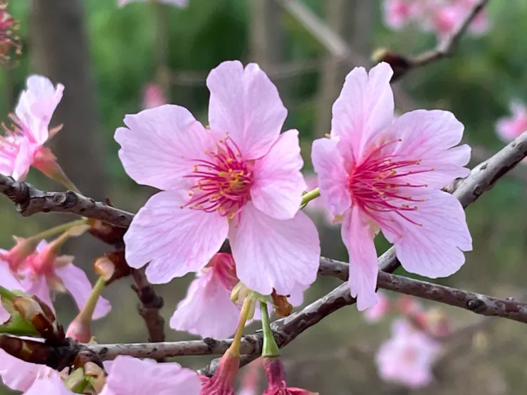 頭前溪生態公園櫻花