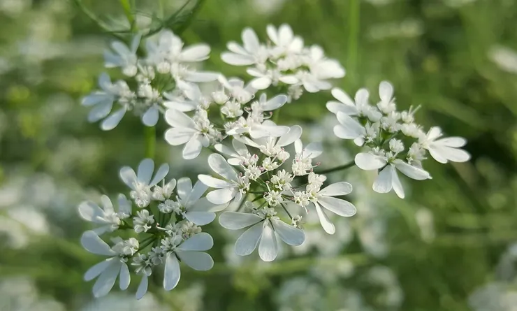 纖巧精緻的香菜花，像蕾絲、織錦、雪花、亙古以來及安置好的星體，繁複嚴整而不失序
