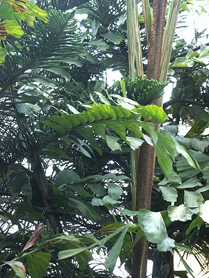 src