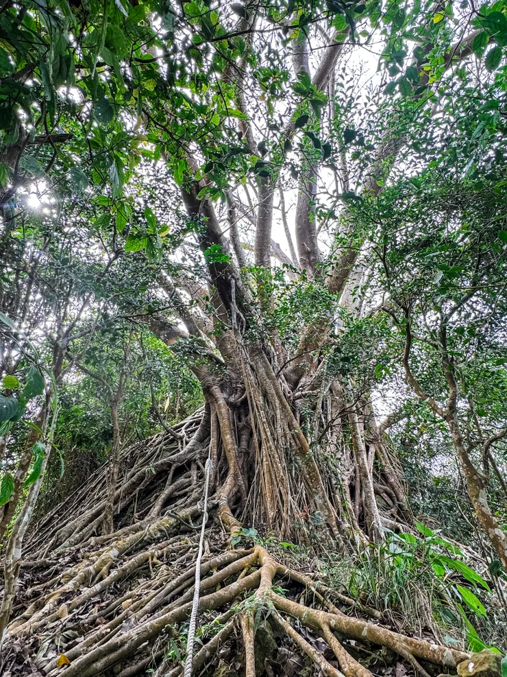 超巨的千年榕樹