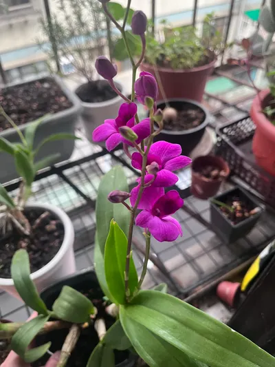 蘭花越開越多了