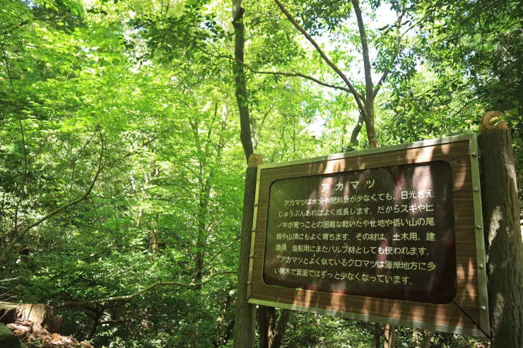 經過一個介紹赤松的看板－背後細細長長的植物