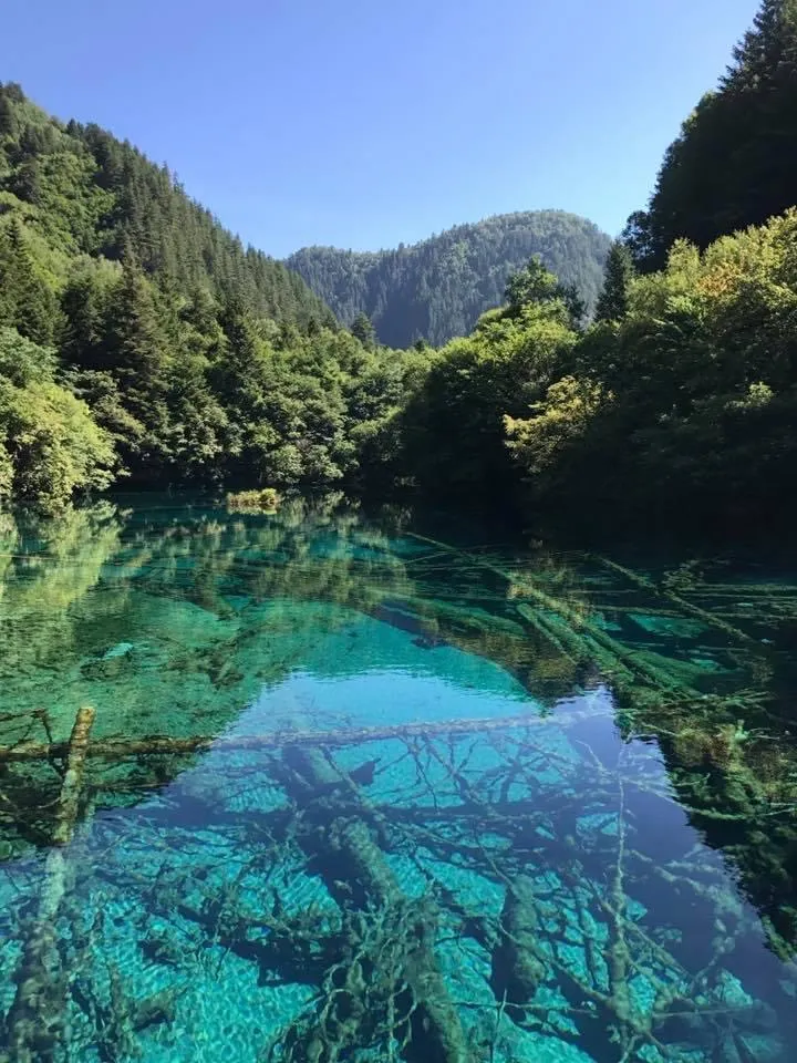 我拍攝的「熊貓海」。