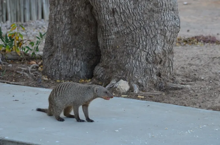 狐獴的其中一種品種