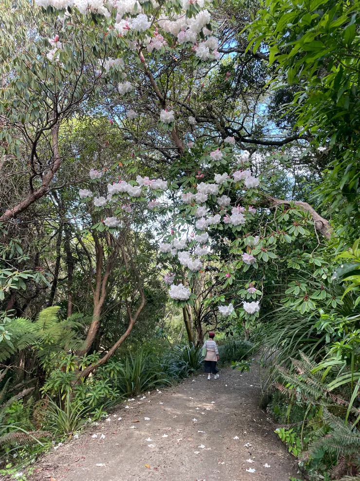 但尼丁植物園
