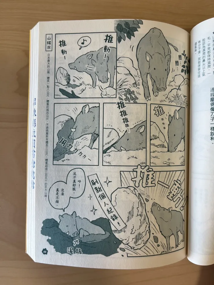 山豬的吻鼻部可以搬動五十到七十公斤的岩石