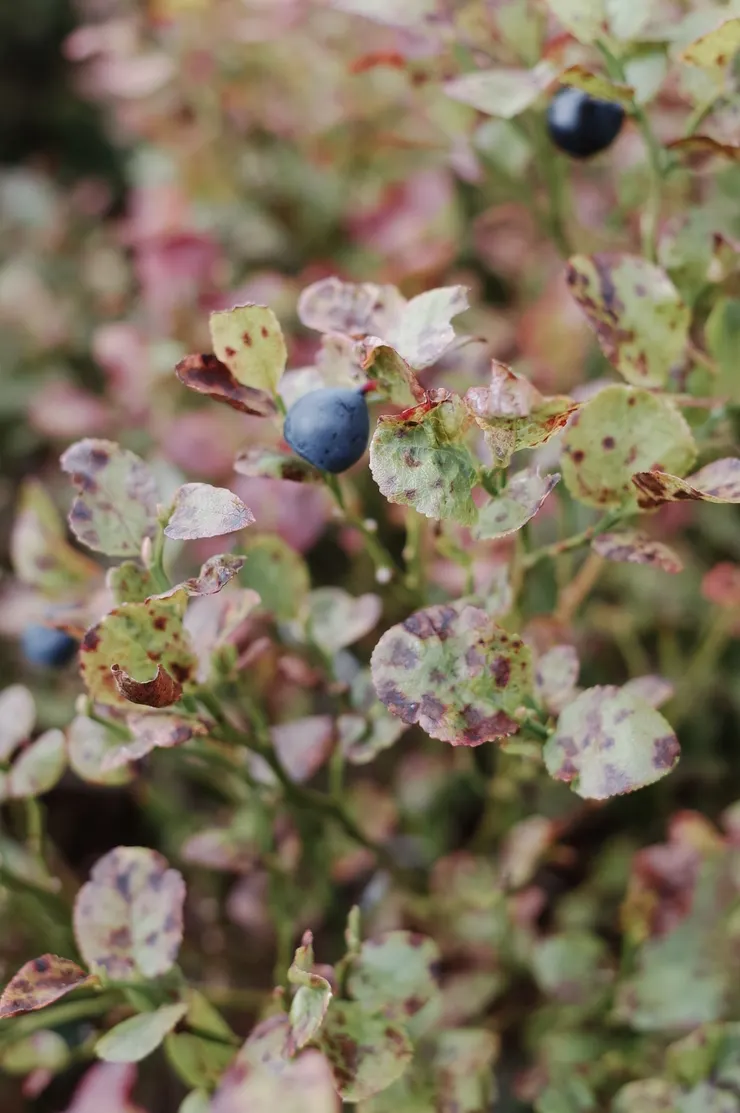 新鮮的酸甜滋味！非常好吃～