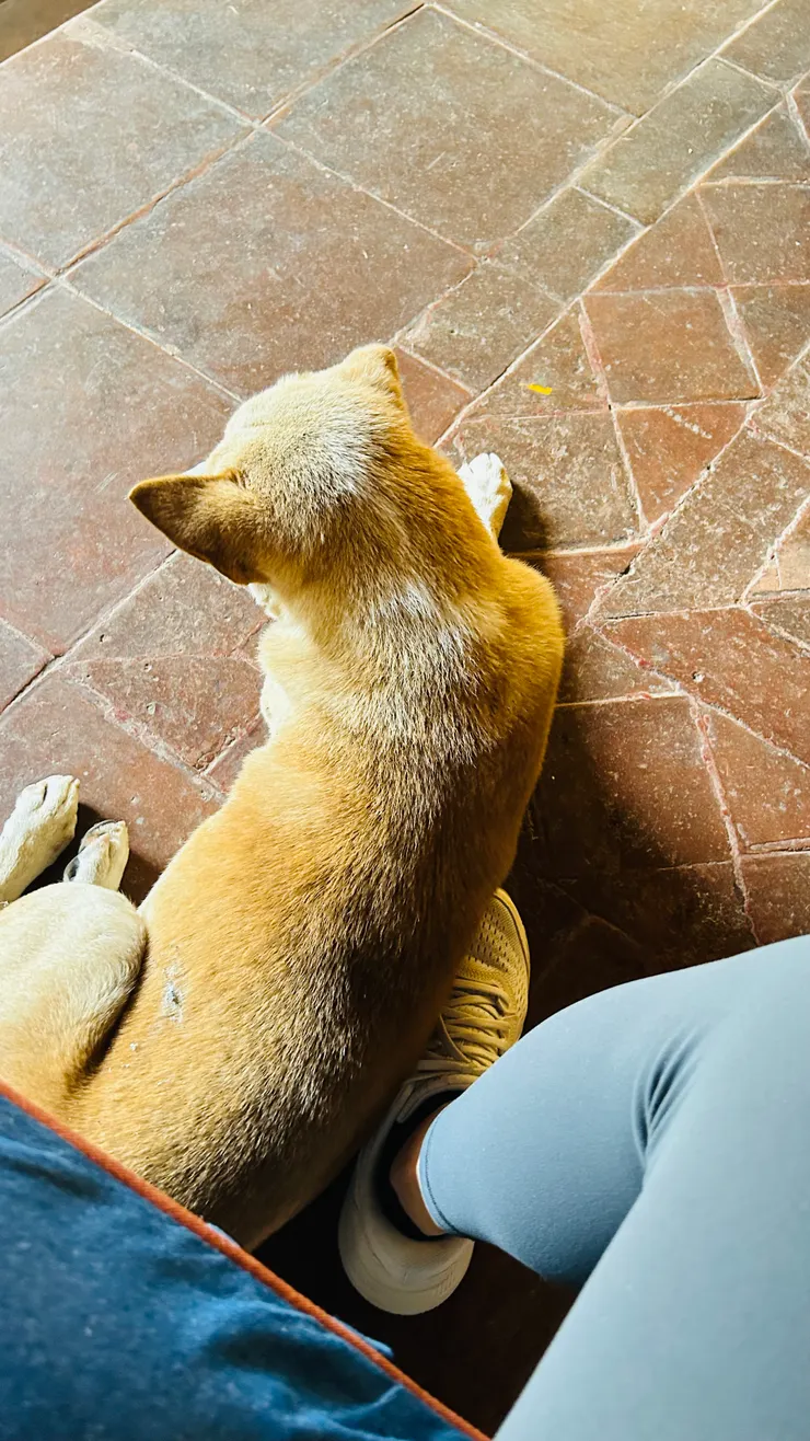 昨天小黑狗的朋友