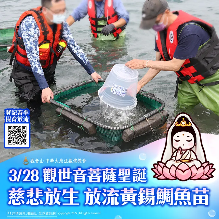 3月28日 觀世音菩薩聖誕慈悲放生 觀音山放流黃錫鯛魚苗