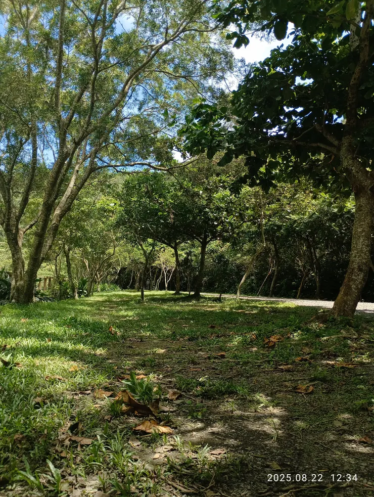 蹊徑扶疏蟬聲揚