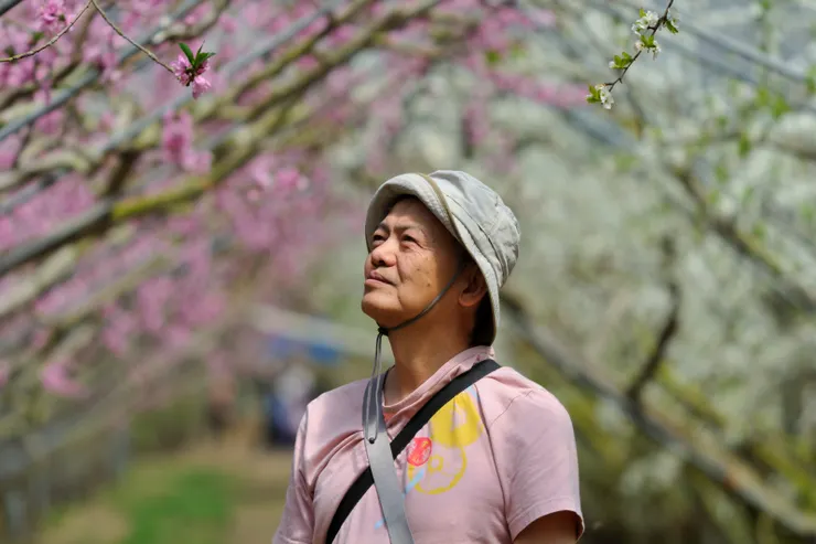 【桃花廊靠鐵桿撐起出乎意料,遠攝近拍費心截取最佳樣貌。此區桃花紅、李花白。】