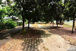 左邊的柏油路下市第三股，中間是第二股，右邊落葉下是第一股-往大林方向拍