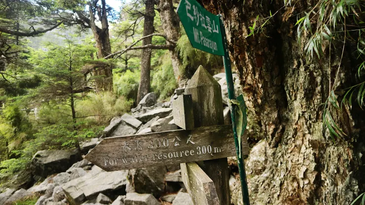 11K木樁附近有一水源叉路，要下切300公尺取水，山屋缺水時要由此處取水（還好我們上山前幾天每天都下午後雷陣雨，山屋應不至缺水）。