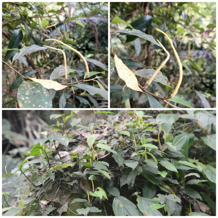 胡椒的親戚——風藤，黃色花序也是向上矗立著