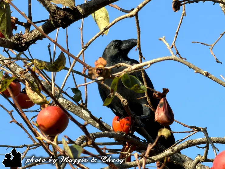 沿途還有樹上甜柿，烏鴉飛來享用果實，生態豐富有趣