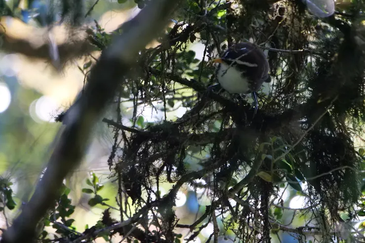 好像看到了一顆高爾夫球