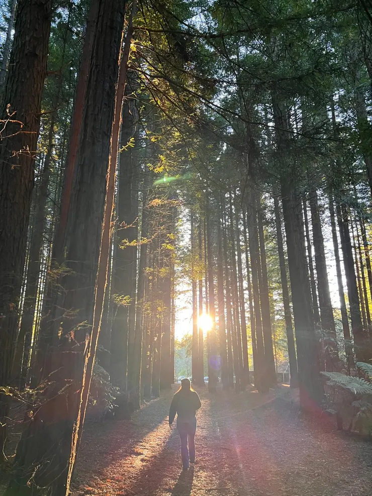 Free Walk in Redwood Rotorua 比起買門票的Treewalk似乎更物超所值