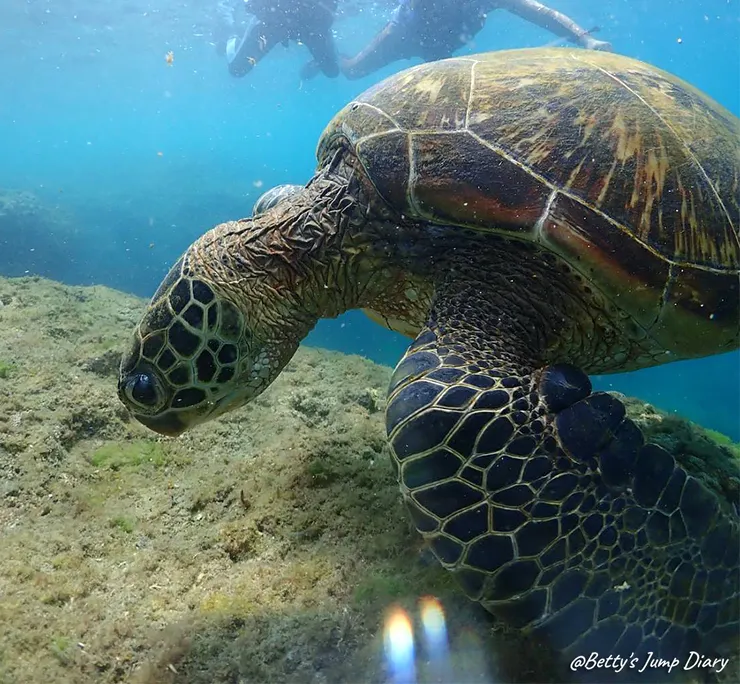 ▲2025屏東小琉球-浮潛、SUP/ 圖片來源：Betty's Jump Diary