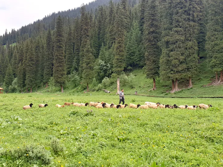 驚喜遇到放牧的羊群，羊咩咩走路速度極快，常常抓不到鏡頭