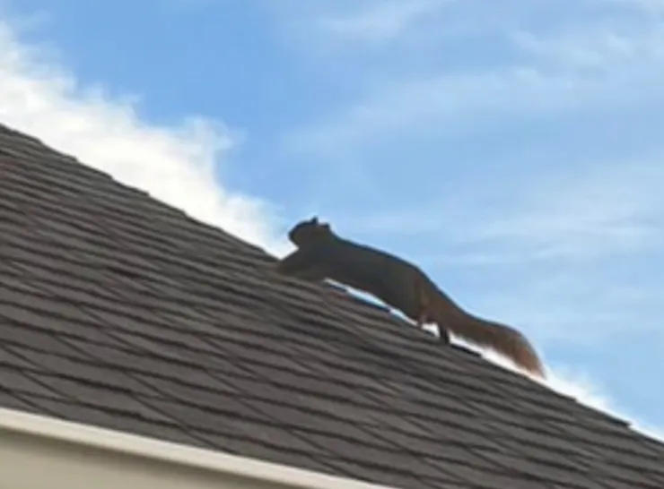 不要緊，我飛。