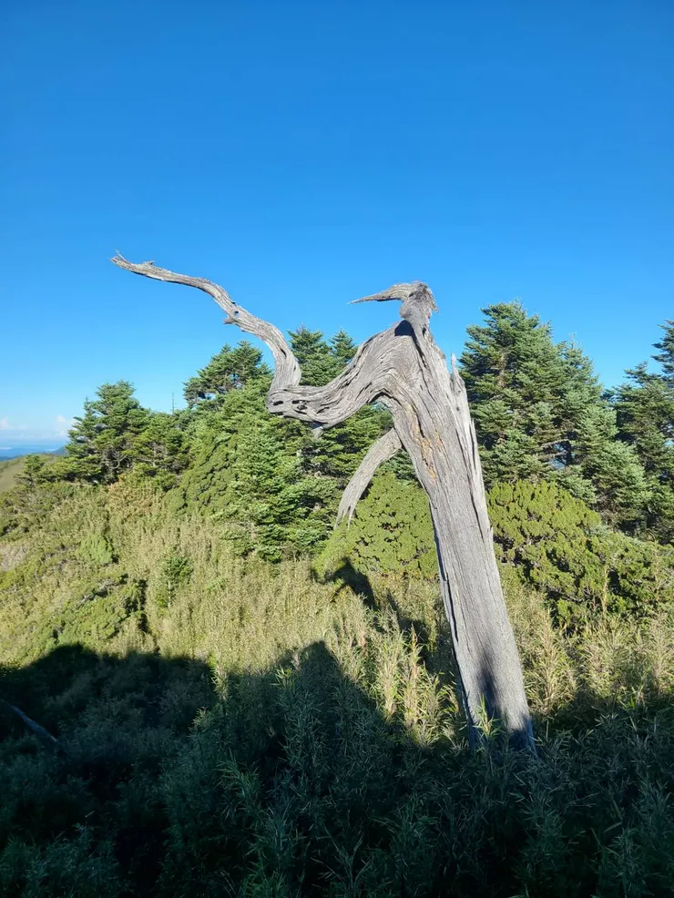 造型奇特的啄木鳥木