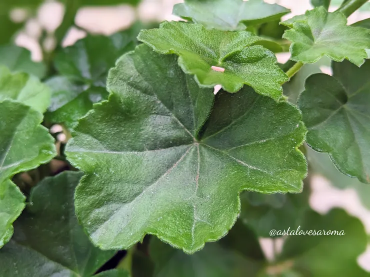 葉片上有細細的白色絨毛