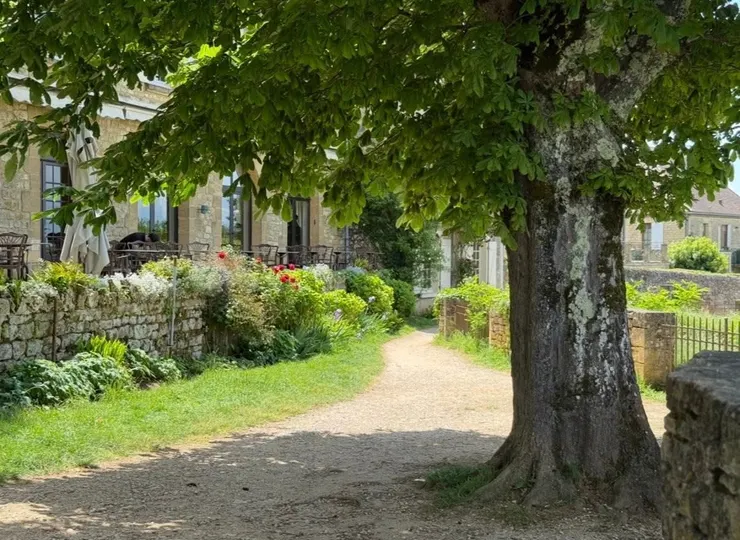 在鄉下地方，這樣的大樹是常見的風景