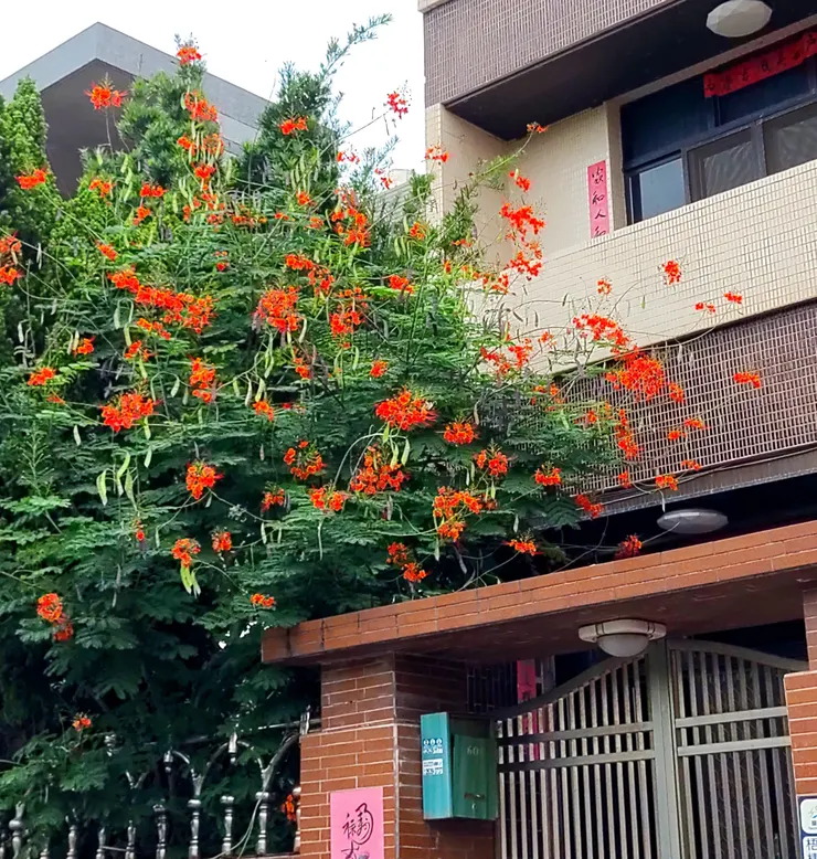 不知道是什麼樹但很好看